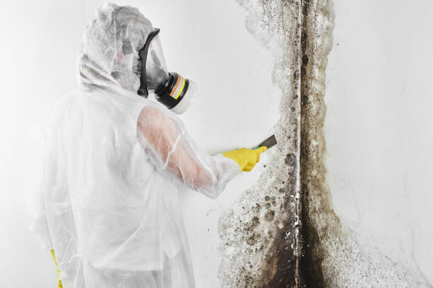 Best Certified Mold Removal  in Zelienople, PA