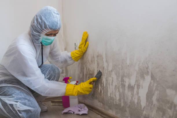 Best Attic Mold Removal  in Zelienople, PA