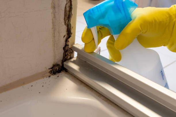 Best Affordable Mold Removal  in Zelienople, PA