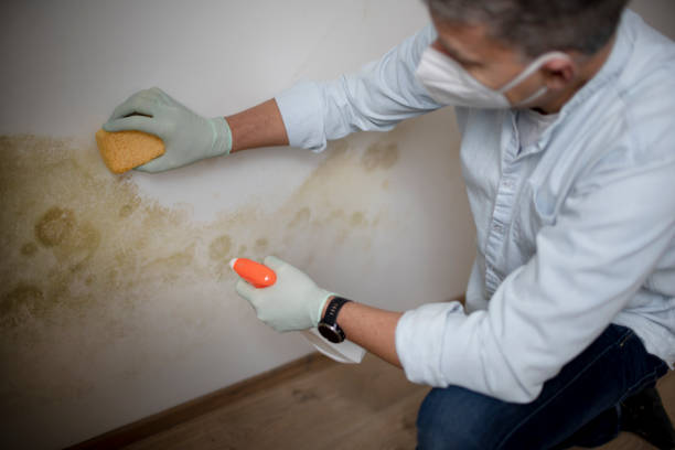 Best Crawl Space Mold Removal  in Zelienople, PA