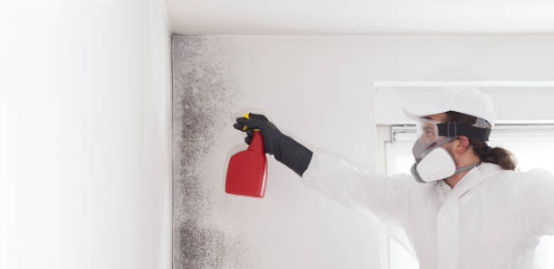 Mold Testing and Removal in Zelienople, PA