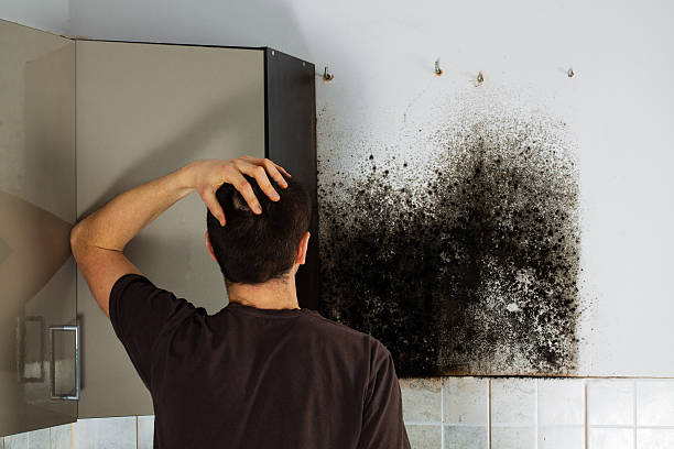 Trusted Zelienople, PA Mold Removal Experts