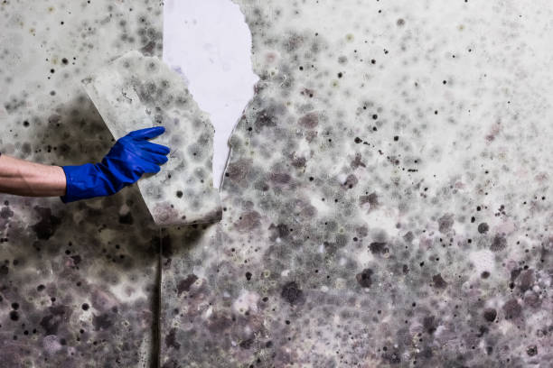 Best Certified Mold Removal  in Zelienople, PA