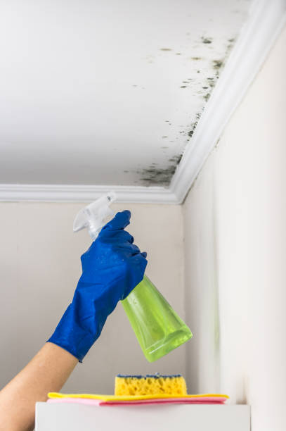 Best Professional Mold Removal  in Zelienople, PA