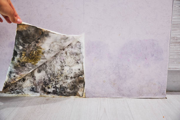 Certified Mold Removal in Zelienople, PA